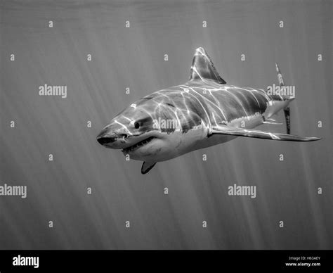 Great white shark Black and White Stock Photos & Images - Alamy