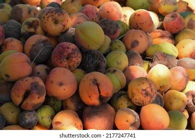 Image result for Tree with Bark Rot