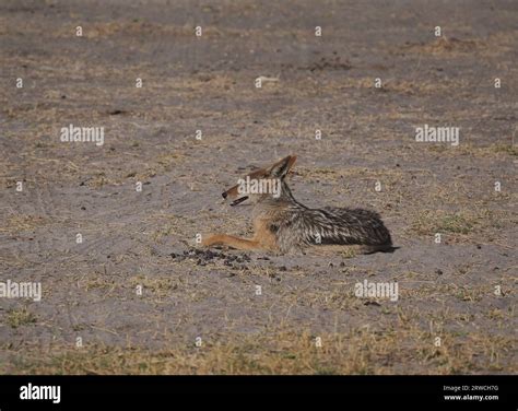 Jackal Lion 的图像结果