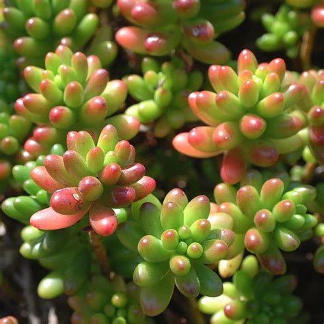 Sedum 'Jelly Bean' Succulent 6" Pot - Hello Hello Plants