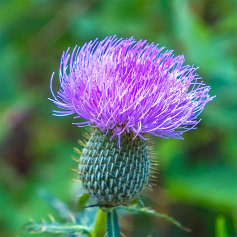 Purple Wildflowers Field