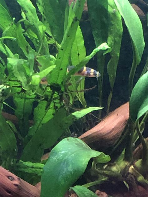 Java Fern Small Leaves at Tip 的图像结果