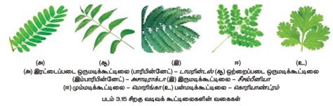 இலை - இலையின் பண்புகள், பணிகள், பாகங்கள், வகைகள் | Leaf ...