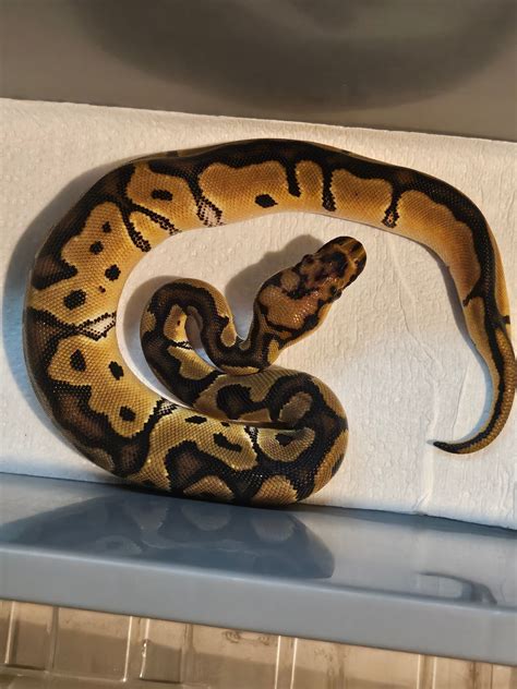 Image result for Royal Python Morph Sheet