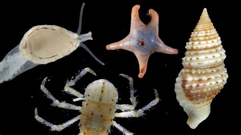 Underwater photos of 800 new species in Ocean Census - BBC Newsround