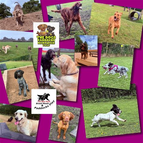 🐾 GUNDOG GANG BREED MEET @The Dogs Paddocks Nantwich 🐾 , Nantwich ...