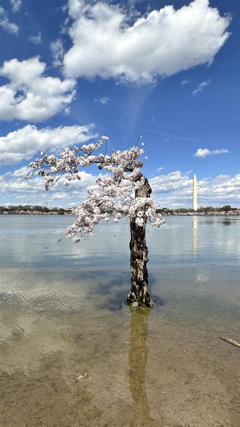 Image result for Stumpy Washington DC