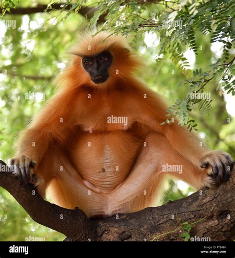 Gee's golden langur (Golden Monkey) an Old World monkey found in Assam ...