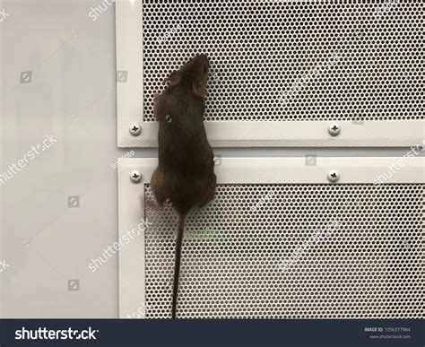 Mouse Crawling around On Screen 的图像结果