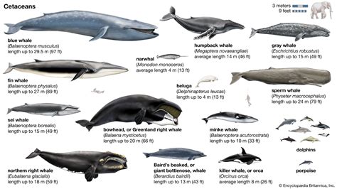 Whale Species