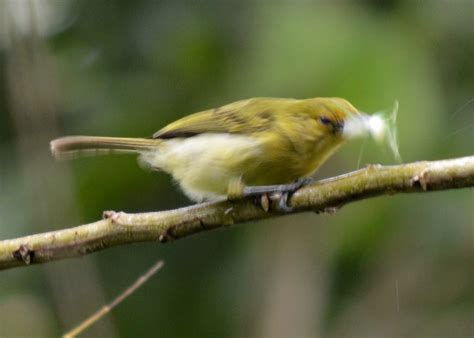 Birding Is Fun!: How to Eat a Katydid