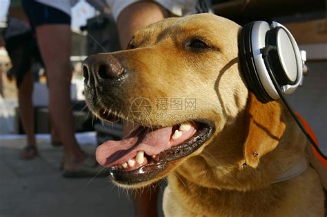 戴耳机的狗高清图片下载-正版图片507047233-摄图网
