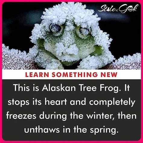 Image result for Alaskan Tree Frog