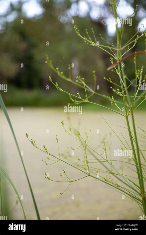 Alisma species, a little aquatic plant, growing in a swamp close-up ...