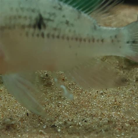 Bolivian ram stopped eating, has white poop : r/Aquariums