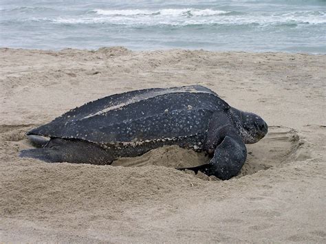 Leatherback sea turtle | Size, Diet, Adaptations, & Facts | Britannica