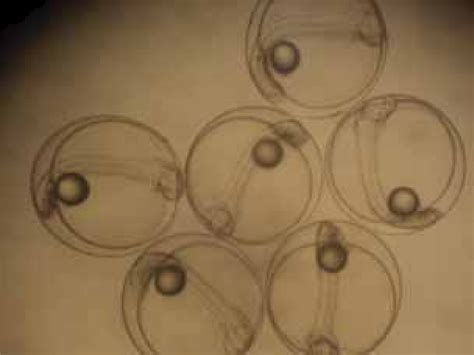 Eyed stage eggs before hatching