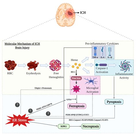 A Role for Endoplasmic Reticulum Stress in Intracerebral Hemorrhage