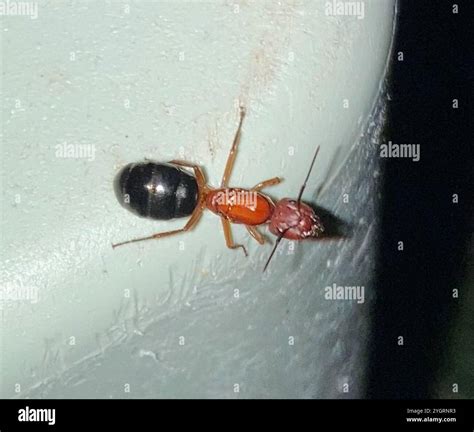 Florida Carpenter Ant (Camponotus floridanus Stock Photo - Alamy