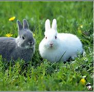 Image result for White Rabbit Ears