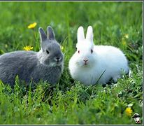 Image result for White Rabbit with Black Background Image