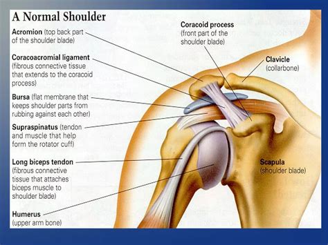 Shoulder impingement syndrome | ODP