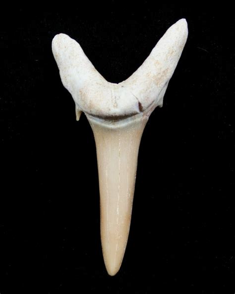 Carcharias (Extinct Sand Tiger) Shark Tooth - Eocene (#3421) For Sale ...