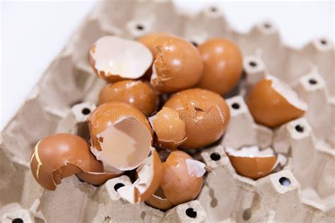 Image result for Egg Shell Recycle