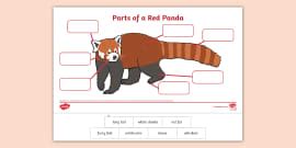 Label The Parts Of An Ant Template - F-2 - Topics - Twinkl