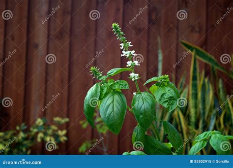 Sweet Basil Plant in Bloom stock image. Image of flowering - 85302915