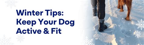How to Keep Your Dog Active and Fit in Winters – K9 Vitality