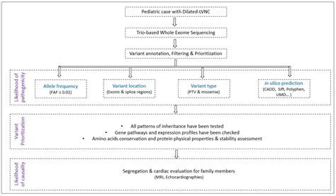 Dilated-Left Ventricular Non-Compaction Cardiomyopathy in a Pediatric ...