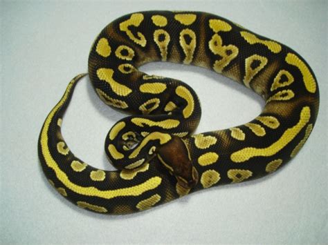 Image result for Goblin Ball Python