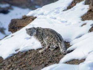 Uttarakhand gears up for snow leopard tours, heli-skiing and Himalayan ...