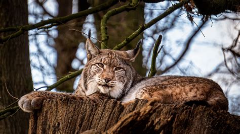 Download wallpaper 1920x1080 lynx, big cat, animal, tree full hd, hdtv ...