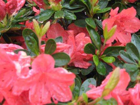 10 Types of Azaleas for Your Flower Garden