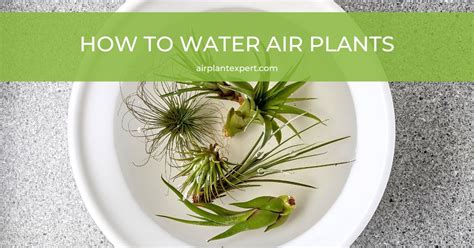 How to Properly Water Air Plants 的图像结果