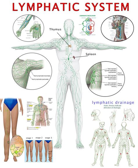Image result for Map of Lymphatic System