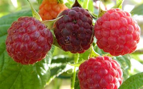 有机树莓的种植_哔哩哔哩_bilibili