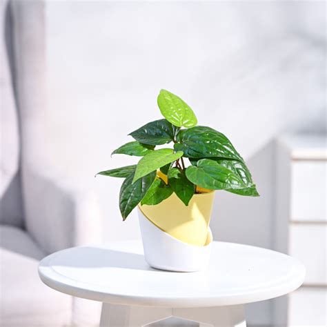 Betel Leaf Plant (Magai Paan) – Ugaoo