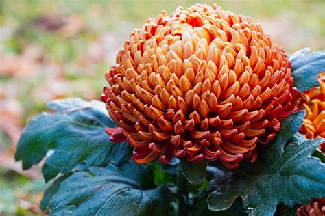 Chrysanthemum Month Flower at Janita Huang blog