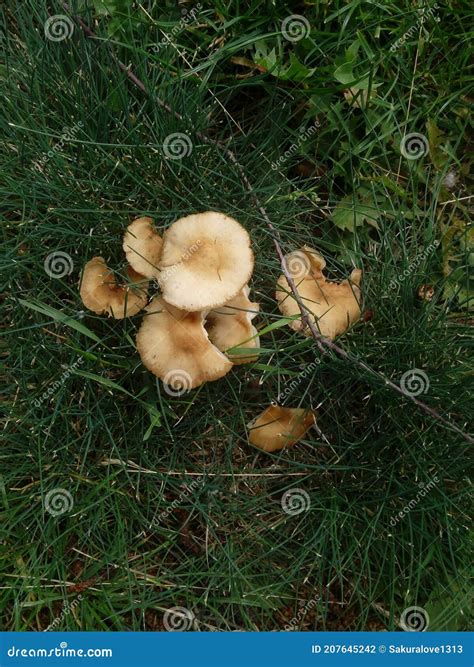 Mushrooms Growing in Lawn Grass Stock Photo - Image of autumn, fall ...