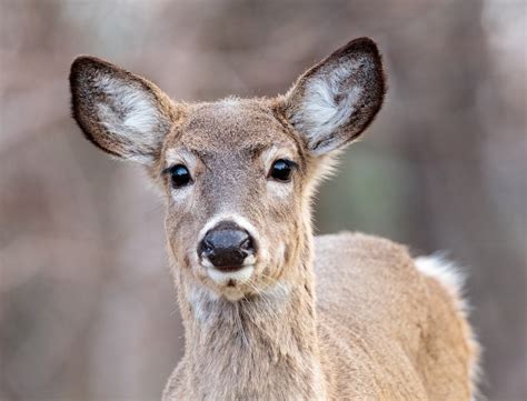 Levels Of Classification Of A White-Tailed Deer at Jose Derringer blog