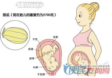 怀孕第36周准妈妈保健需知 - 怀孕第36周天胎儿发育图 - 怀孕第36周要吃什么 - 怀孕第36周注意什么 - 怀孕第36周介绍