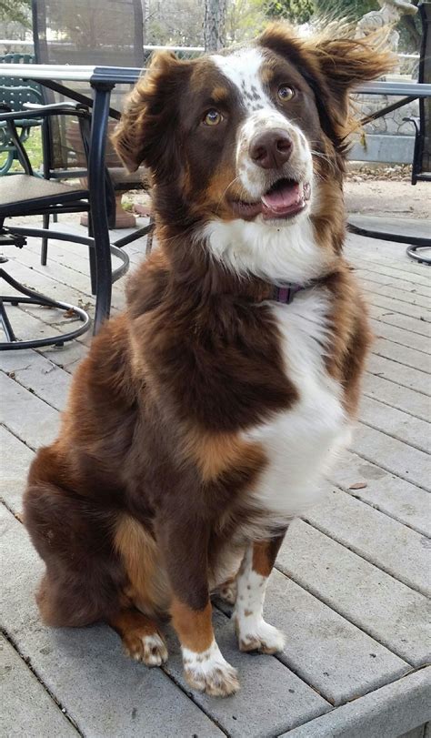 Red Tri Australian Shepherd Mix