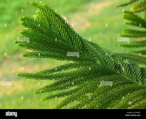Close-up of Vibrant Green Cook Pine Tree Leaves in the Afternoon ...