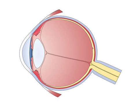 Image result for Visual Inspection Eye Structure Labeled
