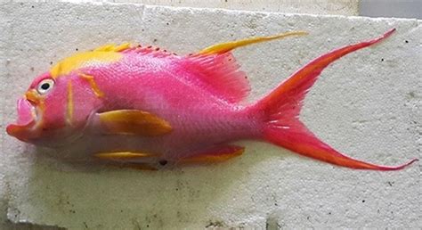 Image result for Rare Colorful Fish