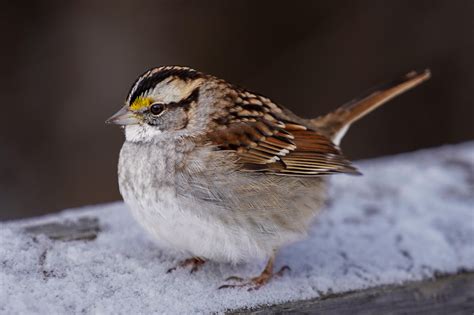 Definitive Guide To White-throated Sparrow Facts, Habitat, Conservation ...