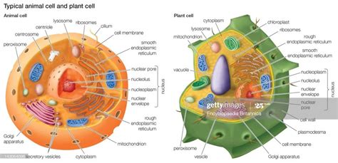 Cell Structure Under Microscope 的图像结果